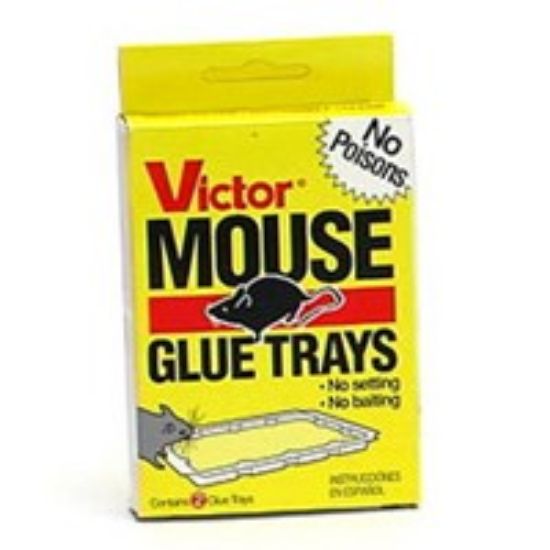 Picture of Mouse-Trap Glue-Trap