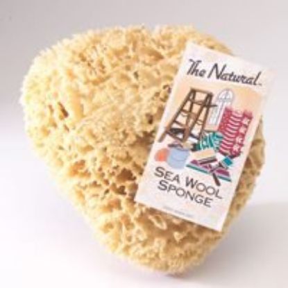 Picture of 7-8" Natural-Sea-Sponge