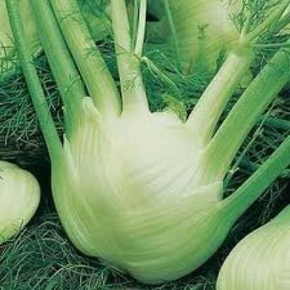 Picture of Fennel Zefo Fino Italian
