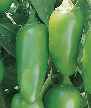 Picture of Hot Pepper Jalapneo Early Spanish