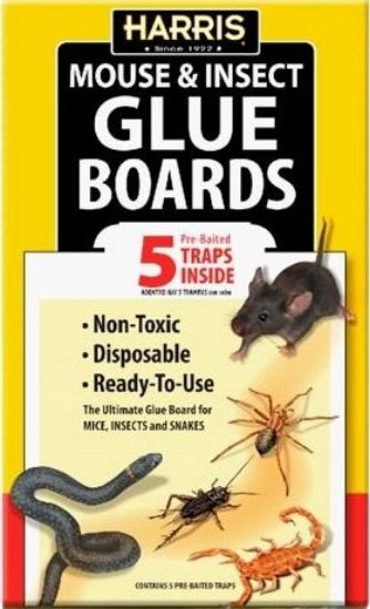 Picture of Glue-Trap
