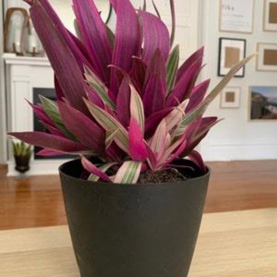 Picture of 4"rhoeo Spathaceatricol Fol