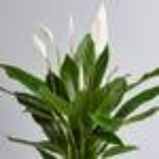 Picture of Spath Peace Lilly 4"