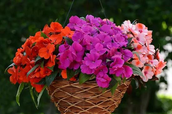 Picture of 4 1/2" New Guinea Imp,15sast