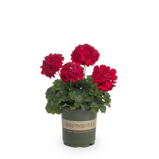 Picture of Geranium 4"-pot