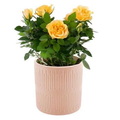 Picture of 4" Mini Rose