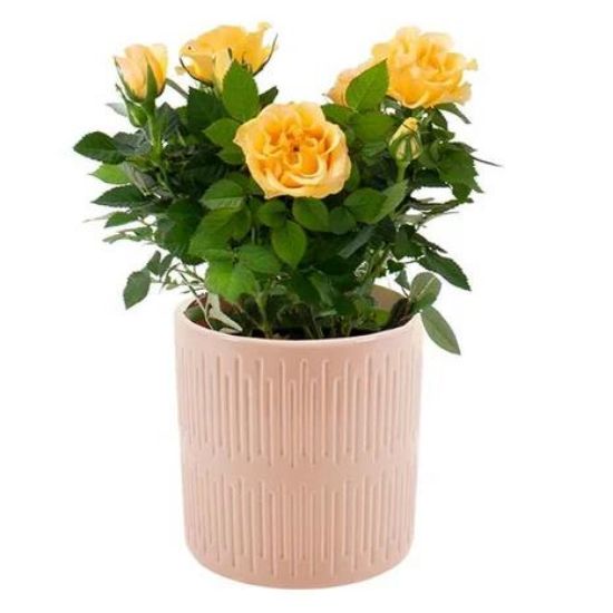 Picture of 4" Mini Rose