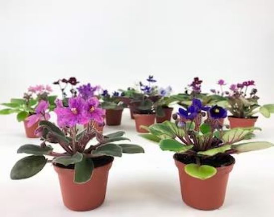 Picture of 4" African Violets