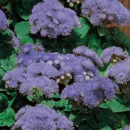 Picture of Flat Ageratum