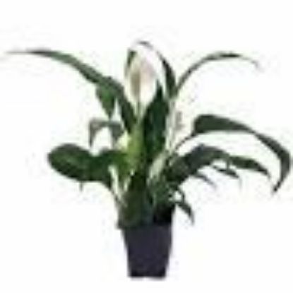 Picture of 4"spathiphyllum Foliage