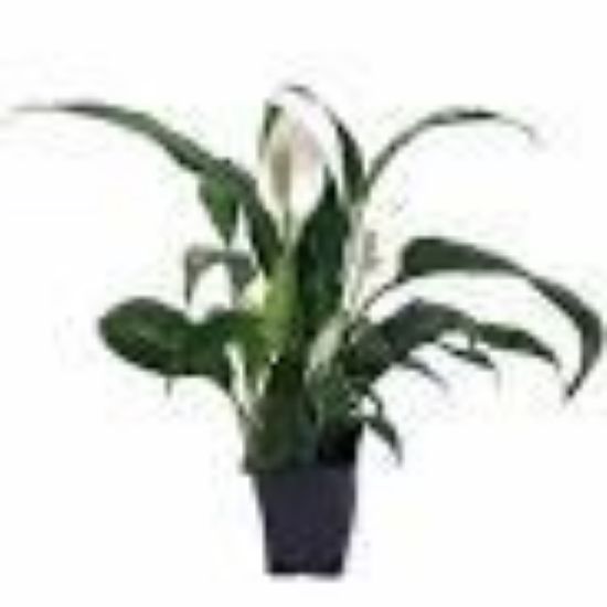 Picture of 4"spathiphyllum Foliage