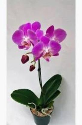 Picture of 4"orchid Phalaenopsis,asst,all Short Ones