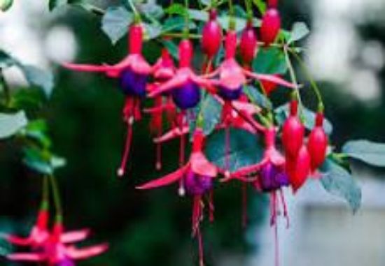 Picture of 4"fuchsia