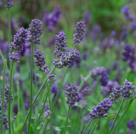 Picture of Lavandula Proverce Sc 6"