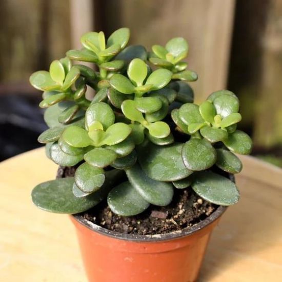 Picture of 4" Mini Jade Plant