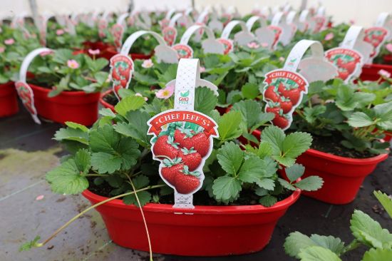 Picture of Chef Jeff Edibles,list As Followed