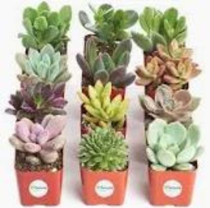 Picture of 2" Echeveria/succulent