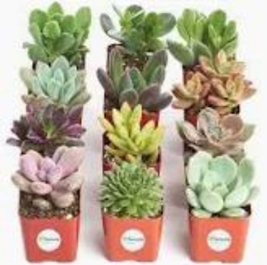 Picture of 2" Echeveria/succulent