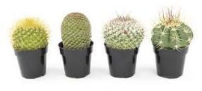 Picture of 2.5"cactus Asst 28/cs