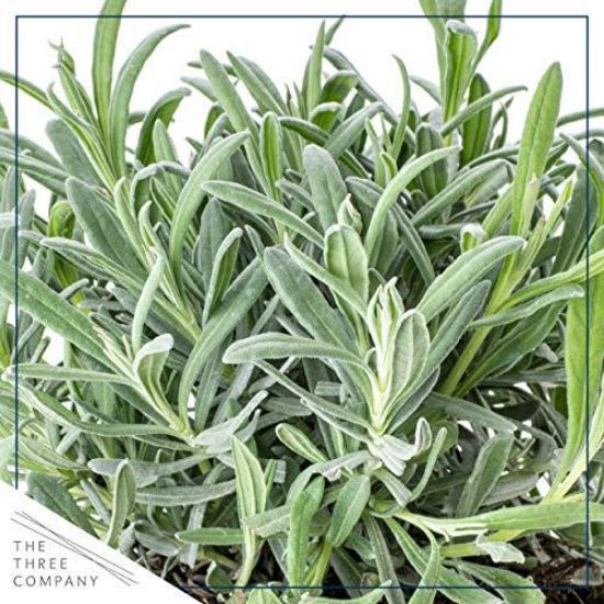 Picture of 4" Herb Lavender
