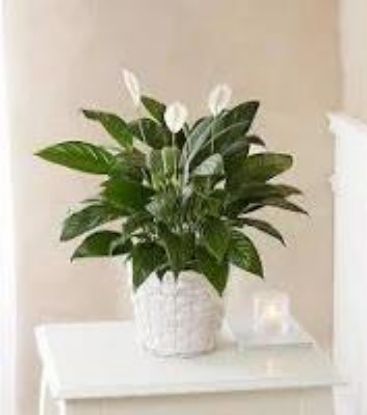 Picture of 4"spathiphyllum/4