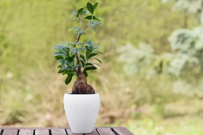 Picture of 6"ficus Microcarpa Ginseng/6 (12)