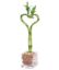 Picture of "8heart Bamboo W. Vase/8
