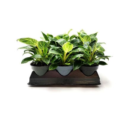 Picture of 4" Philodendron Birkin