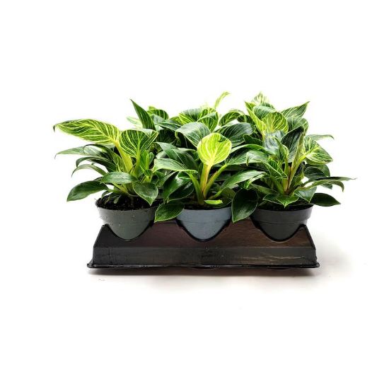 Picture of 4" Philodendron Birkin