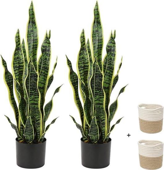 Picture of 4" Snake Plant