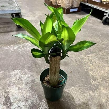 Picture of 6" Corn Cane