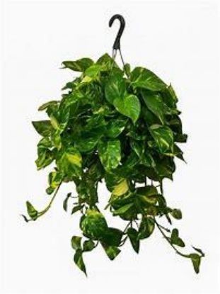 Picture of 8" Hb Golden Pothos