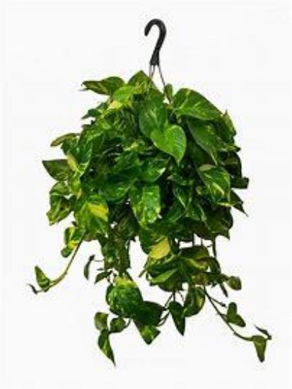 Picture of 8" Hb Golden Pothos