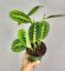 Picture of 4" Prayer Plant