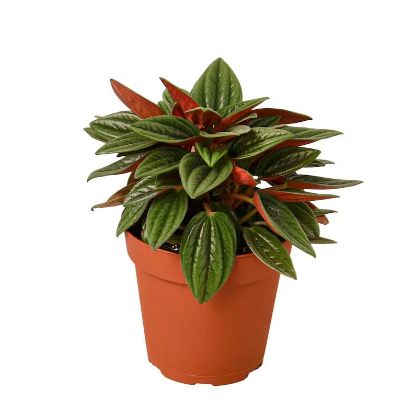 Picture of 4" Peperomia Rosso