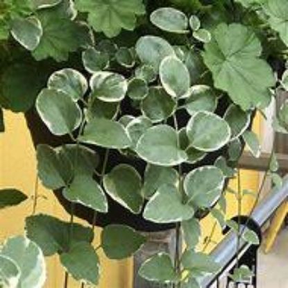 Picture of 4"vincavine