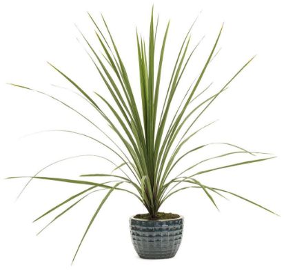 Picture of 4" Dracaena Spikes