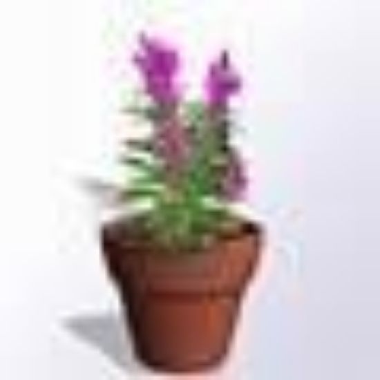 Picture of Celosia Flat