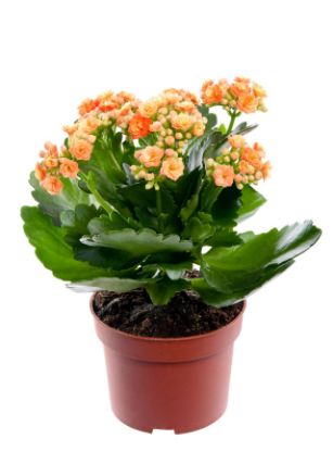 Picture of Kalanchoe 4"