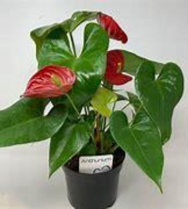 Picture of 6" Anthurium Asst