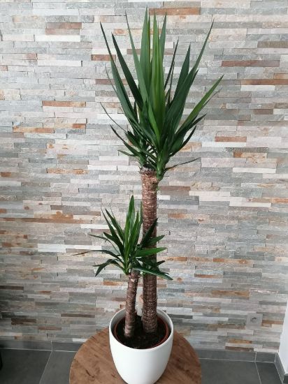 Picture of 10" Yucca Elephantipes Plant