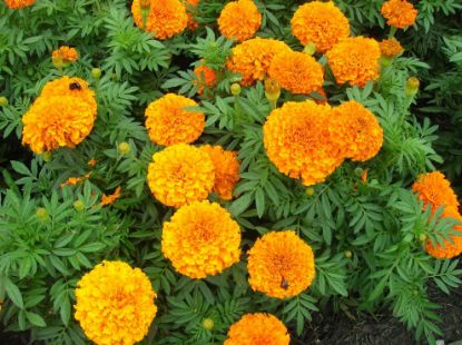 Picture of Marigold 6"