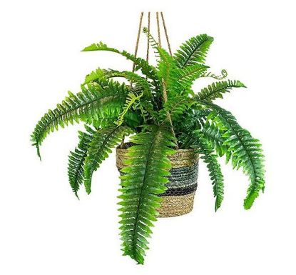 Picture of Fern Boston Hanging-basket 8"