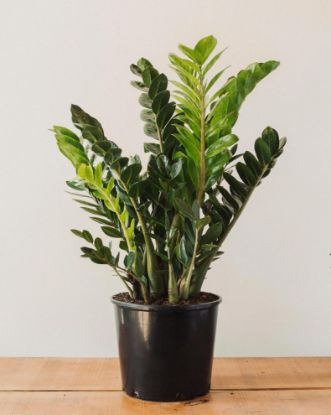Picture of 6" Zamioculcas Zamiafolia Plant