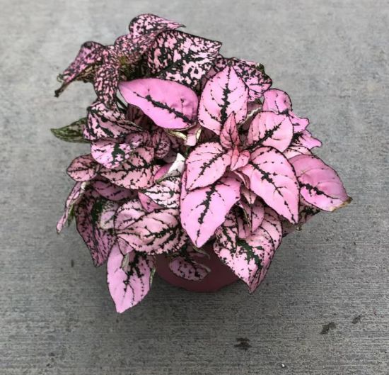 Picture of Pink Polka-dot 4"