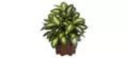 Picture of Dieffenbachia Plants 7" Plant