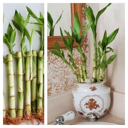 Picture of Lucky Bamboo Ceramic 6-6-8