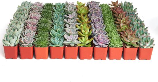Picture of Assorted Succulent 2.25"