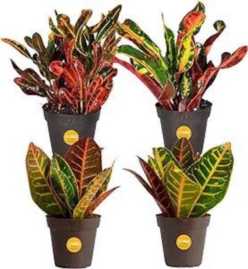 Picture of Croton 6"
