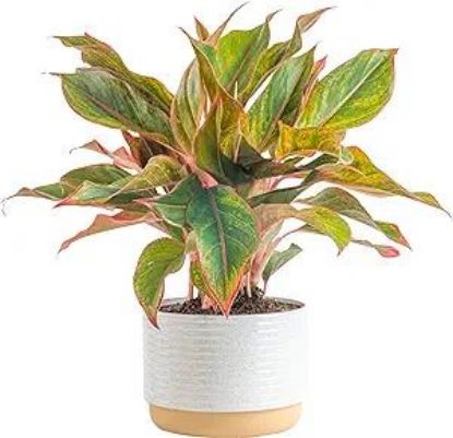 Picture of Aglaonema-maria 6"